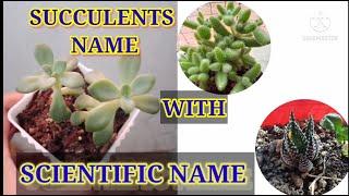 Scientific name of other Succulents  | by PRETTY CLAIRE FAIRY |