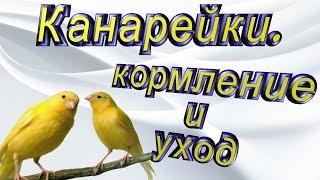 #Мои канарейки