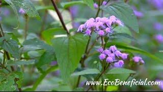 EcoBeneficial Tips: Late Season Native Plants for Shade at Mt Cuba Center