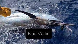 Blauer Marlin Drill | Teneriffa 2021