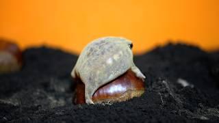 Chestnut and Rain frog Yoga