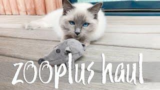 ZOOPLUS haul and favourite toys  Kittens turn 8 months old | Ragdolls Pixie and Bluebell