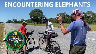 Encountering Elephants on the Tour d'Afrique