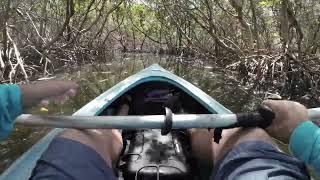 Kayak through Caladesi Island Adventure. Enchanted Mangrove trails in a pristine Florida barrier