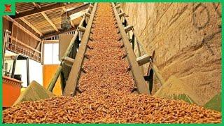 The Production Process Of Wood Pellets For Winter Heating. Wood Chip Boiler. Pellets Made From Grass