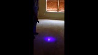 How to find pet urine stains using a UV Flashlight