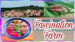 Ubay, Bohol Dragon Fruit Plantation | Miel&Chel Goes to Fascination Farm | Miel&Chel LOVEvlogs