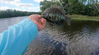 Bedding Bluegill on the Slow Taper Special!