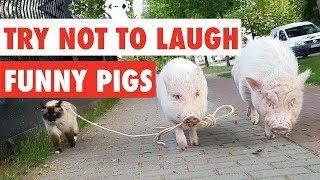 Try Not To Laugh | Funny Pigs Video Compilation 2017