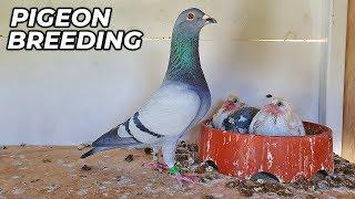 Basic PIGEON Breeding Requirments