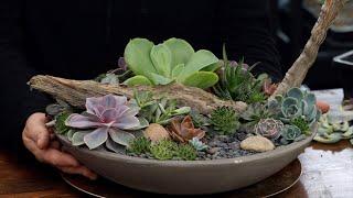 Taking Apart & Rebuilding a Succulent Arrangement with Cuttings! ️ // Garden Answer