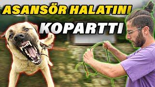 ASANSÖR HALATINI KOPARTAN KÖPEK! (Bana Saldırdığı Esnada Asansör Halatını Koparttı)