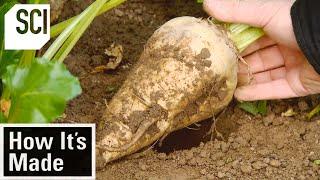 How It's Made: Beet Sugar