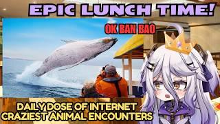 Henya Epic Lunch Time! Daily Dose of Internet: Craziest Animal Encounters of All Time (Mar 4, 2025)