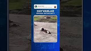 Kop Dağı Tüneli’nden Dökülen Kimyasal Betona Hayvan Battı! | #Bayburthaber