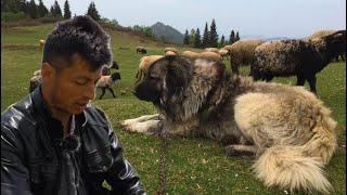 Mayına Bastı, Koyunlarını Kaybetti ama Bu Sevdadan Vazgeçmedi | 105 Senelik Yayla Göçü Geleneği