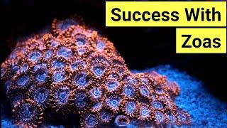 How To Keep Zoas | Zoanthid Care Guide