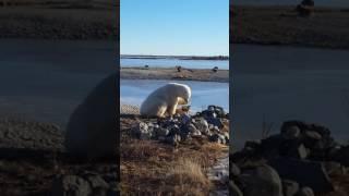 Polar bear petting dog