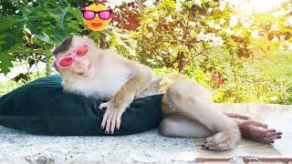 Super funny! Monkey Lyly stylishly wears sunglasses to protect her eyes when sunbathing