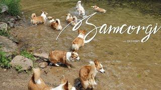 열마리 웰시코기와 1박2일! Corgi Heaven - SAMCORGI