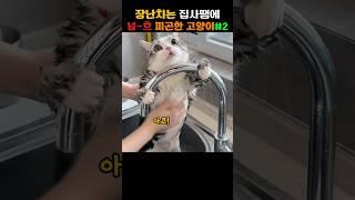 장난치는 집사때문에 너무 피곤한 고양이 두번째 이야기#귀여운고양이