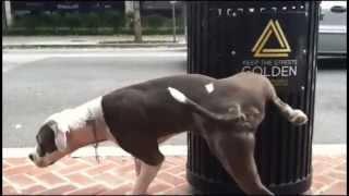 DC Dog