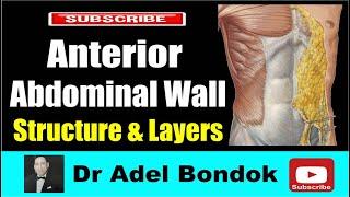 Anterior Abdominal Wall: Structure & Layers, Dr Adel Bondok Making Anatomy Easy