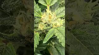 Week 3-4 of Bloom - Day 60 from Seed - Fast Buds 42: Sour Jealousy Auto #homegrown #germany