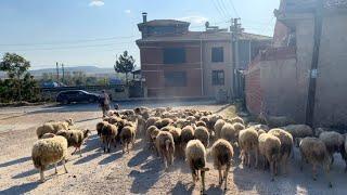 ALDIĞIMIZ KURBANLIKLARI MERAYA ÇIKARTIYORUZ - koyun kuzu videoları