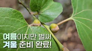 부지런히 겨울을 준비하는 식물들 | 여름 삼척에서 볼 수 있는 꽃 #1편