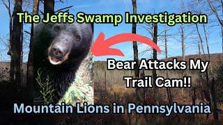 The Jeffs Swamp Investigation ~ Mountain Lions in Pennsylvania