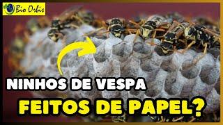 Como são feitos os NINHOS das VESPAS DO PAPEL?