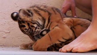 Putting the Cub's Teeth to the Test | Tigers About the House | BBC Earth