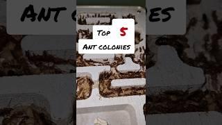 Top 5 Carpenter ants