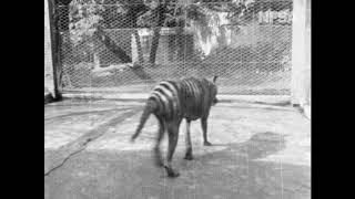 Thylacine - from Tasmania The Wonderland (1935)