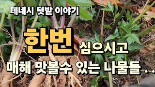 [미국 테네시]  한번만 심으면 평생수확 할수있는 나물들 모았습니다. #텃밭이야기  #텃밭작물