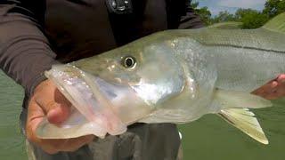 Marco Island Florida Fishing Inshore Slam - Snook Redfish Tarpon Trout