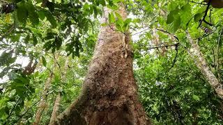 The Borneo Rainforest - Seeing is believing!