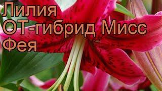 Лилия от-гибрид Мисс Фея (lilium ot-hybrid miss feya)  обзор: как сажать, луковицы лилии Мисс Фея