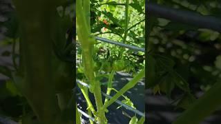 Growing Tomatoes Greenhouse in Europe - Amazing Agriculture Technology2023