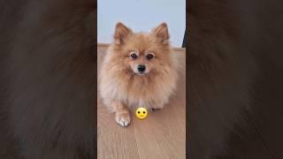 A Puppy with selective hearing  #shorts #dog #pomeranian