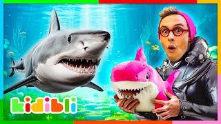 Let's learn about Sharks & Fishes! | Educational Videos for Kids | Kidibli