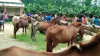 Bipul Agro BD So cute Horse Uncut Videos 2022 | Horse Big Market Sylhet Hat Bangladesh