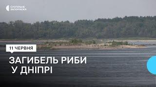 Наслідки підриву Каховської ГЕС: у Запоріжжі на Хортицькій заплаві виявили 58 мертвих рибин