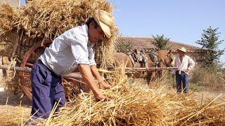 Harvesting, threshing and traditional transport of straw and grain. Farm Souvenirs |Documentary film