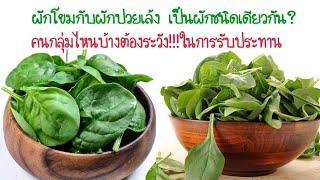 ผักโขมกับผักปวยเล้ง เป็นผักชนิดเดียวกันหรือเปล่า??