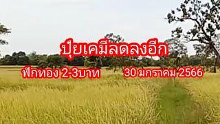 ปุ๋ยเคมีลงอีก!! ร้านเล็กลงขนาดนี้!!ร้านใหญ่ขนาดไหน?