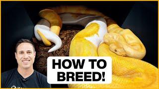 How To Breed Ball Pythons in 5 Simple Steps!