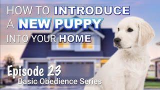 Introducing a New Puppy to Your Home: Expert Tips and Tricks