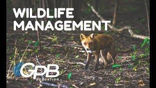 Why Wildlife Management Is Important to Maintain a Healthy Forest | Georgia Forests